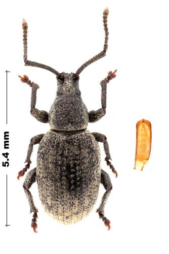 Pseudomeira rustica